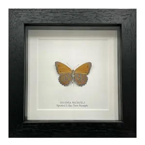 Spotted Lilac Tree Nymph Butterfly in Frame - Natural Decor