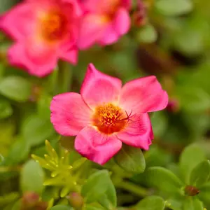 Mojave® Red Purslane