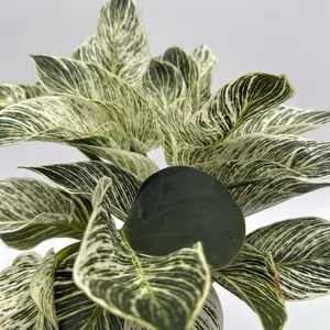 Philodendron Birkin 6" pot - Live Tropical House Plant for Indoor Home Decoration - Decorative