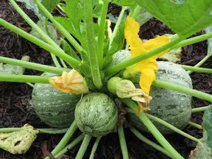 20+ Round Zucchini Summer Squash Seeds(Cucurbita pepo) Vegetable Fresh USA
