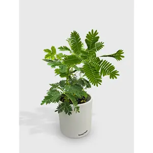 Mimosa Pudica Shame Sensitive Plant - Live Plant Easy Care, Low Maintenance for Home Decor - Air Purification Houseplant