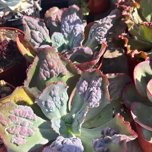 Echeveria Etna plant succulent 8 inch pot pet safe