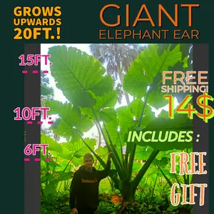 Giant Elephant Ear Odora Towering Huge Leaf Giant starter and medium plants & Bulbs Colocasia Upright