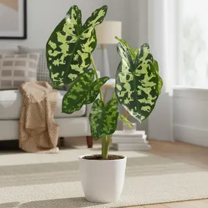 Alocasia 'Hilo Beauty'