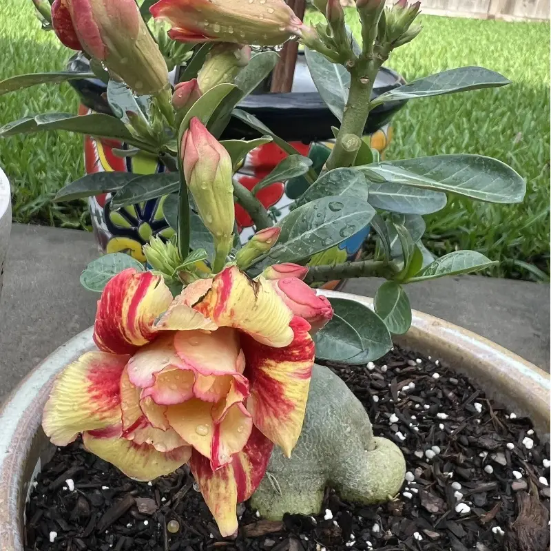 Mixed-Color Desert Rose Large Bareroot Seedling, Drought-Tolerant Green Plant, Heat-Resistant Low-Maintenance Garden Supply for Home Improvement