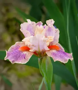 McCrae Dwarf Bearded Iris - 1 Rhizome