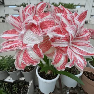Fragrant two-color rain flower through pearl flower live potted plant, cold-resistant red and white lily potted plant, can be planted indoors and outdoors