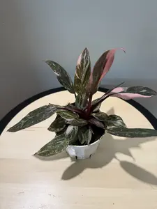 4'' Philodendron Pink Princess