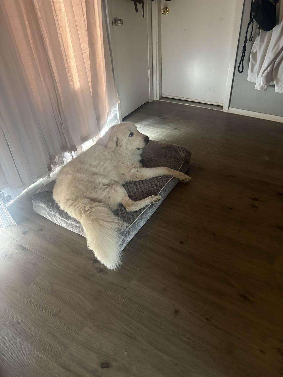 Item: Extra Large: 42" x 30" x 6.5"