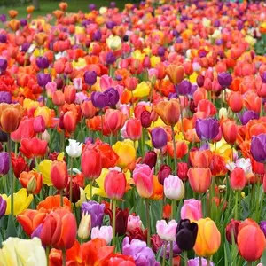 Tulip Bulbs for Fall Planting | Mixed Perennial Flower Tulip Bulbs | Zones 3-8