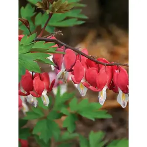 Green River 25 Valentine Bleeding Heart Seeds – Romantic Perennial Flower Seed Pack, Heart-Shaped Blooms in Striking Red and White for Shaded Cottage Gardens