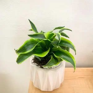 Dracaena Tornado 4inch Plant - Twisted Foliage, Low Maintenance, Indoor/Outdoor plant collection