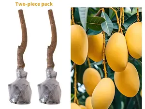 Live Mango Tree Plant Seedling | Beginner Friendly Fruit Tree for Backyard Garden | Tropical Home Gardening Plant