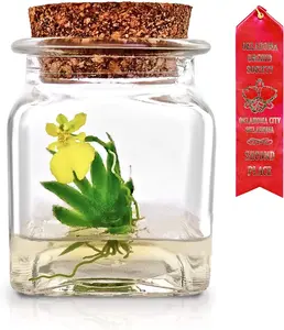 Award Winning, Maintenance Free Orchid Terrarium - Psygmorchis Pusilla - Miniature, No Green Thumb Necessary, Great for Work, Home, Unique Gift.