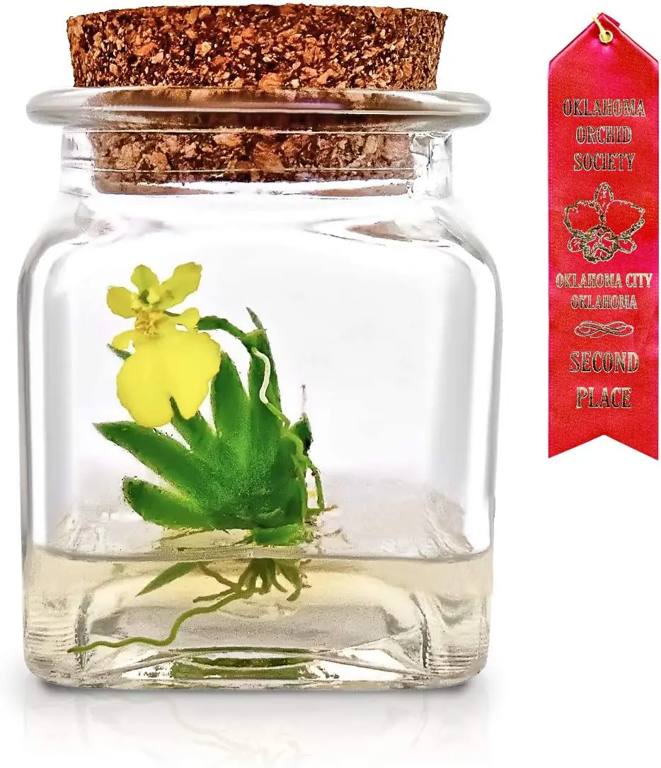 Award Winning, Maintenance Free Orchid Terrarium - Psygmorchis Pusilla - Miniature, No Green Thumb Necessary, Great for Work, Home, Unique Gift.