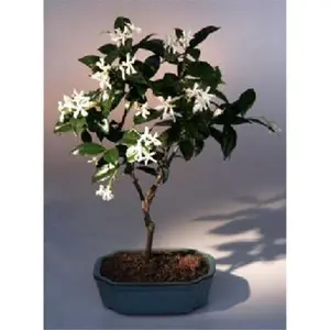 Bonsai Boy of New York  Trachelospermum Jasminoides Flowering White Jasmine Bonsai Tree