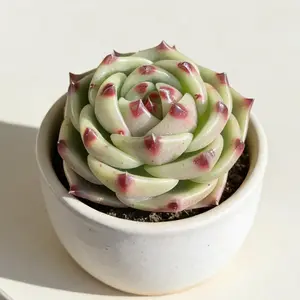 Echeveria ‘Blue Dragon’ Live Succulent  Vibrant Color Easy-Care Plant | Beginner Friendly Gift & Home Garden Decor