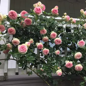 Heirloom Roses Eden Climber Rose Plant - Climbing Pink Rose Bush, Own Root Rose Plants for Planting Outdoors