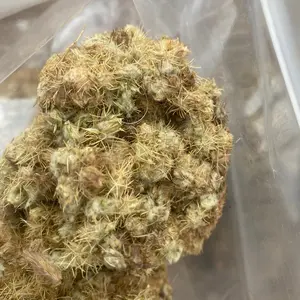 Colercoler/ NoronanBa/ Spined Flower