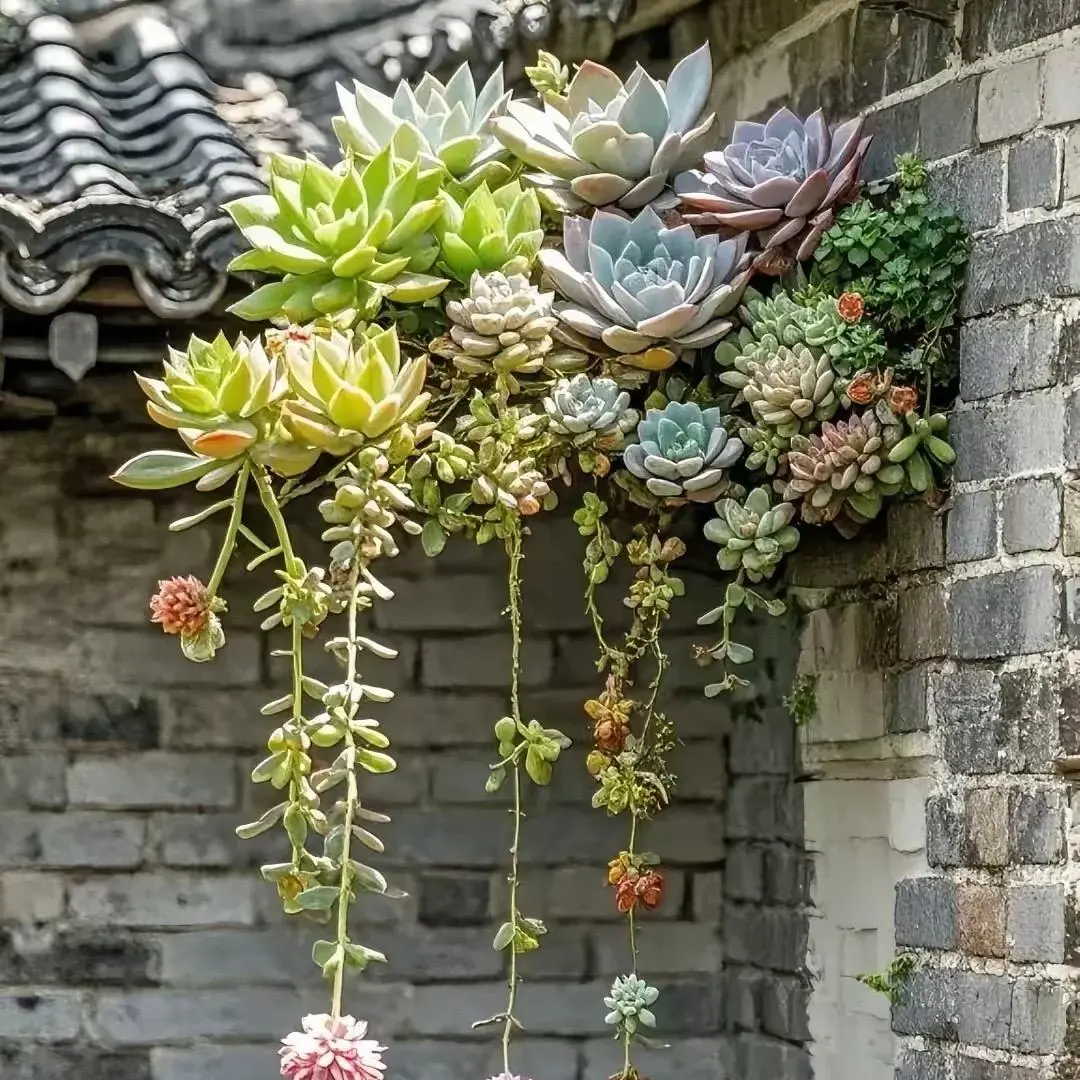 300pcs Mixed Succulent Seeds – Easy to Grow, Vibrant, Colorful, and Unique Plants for Your Garden, Home Pots, and Decor