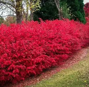 Set 5 Red Burning Bush Bare Roots 4 to 10 Inches, Dwarf Burning Bush Shrub for Planting Outdoor Perennial