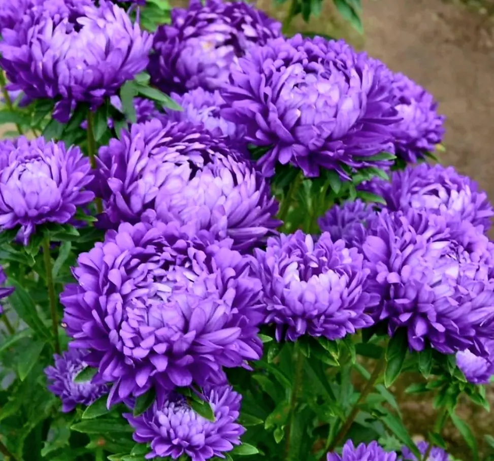Chrysanthemum 120 Seeds Light Purple Flower Authentic Chinese Spider Edible Tea Exotic Seeds for Indoor Gardening, Easy to Grow, Pest-Free