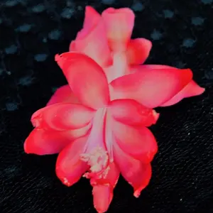 Red Orange Christmas Cactus Starter Plant - Bella Rosa - Schlumbergera - live Starter Plant