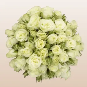 Floreana White Spray Roses 12 Bunches 10 Stems 40cm 3-4 Blooms Per Stem for DIY Weddings and Home Florists