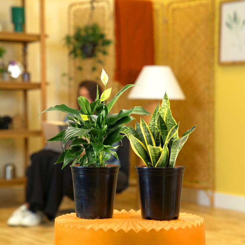 Peace Lily and Snake Plant Bundle | medium