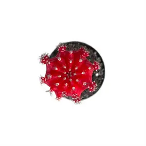 Moon Cactus Red, 2.5 inch, Gymnocalycium mihanovichii freidrichii, Live Grafted Cactus Plant, Succulent, Indoor Plant