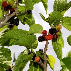 Black Mulberry Seeds (Morus nigra) – Fast-Growing Tree, Produces Abundant, Juicy Black Berries, Perfect for Fresh Eating and Preserves – 15+ Seeds