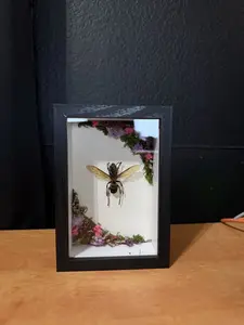 Preserved Wasp Shadow Box – Floral Woodland Display