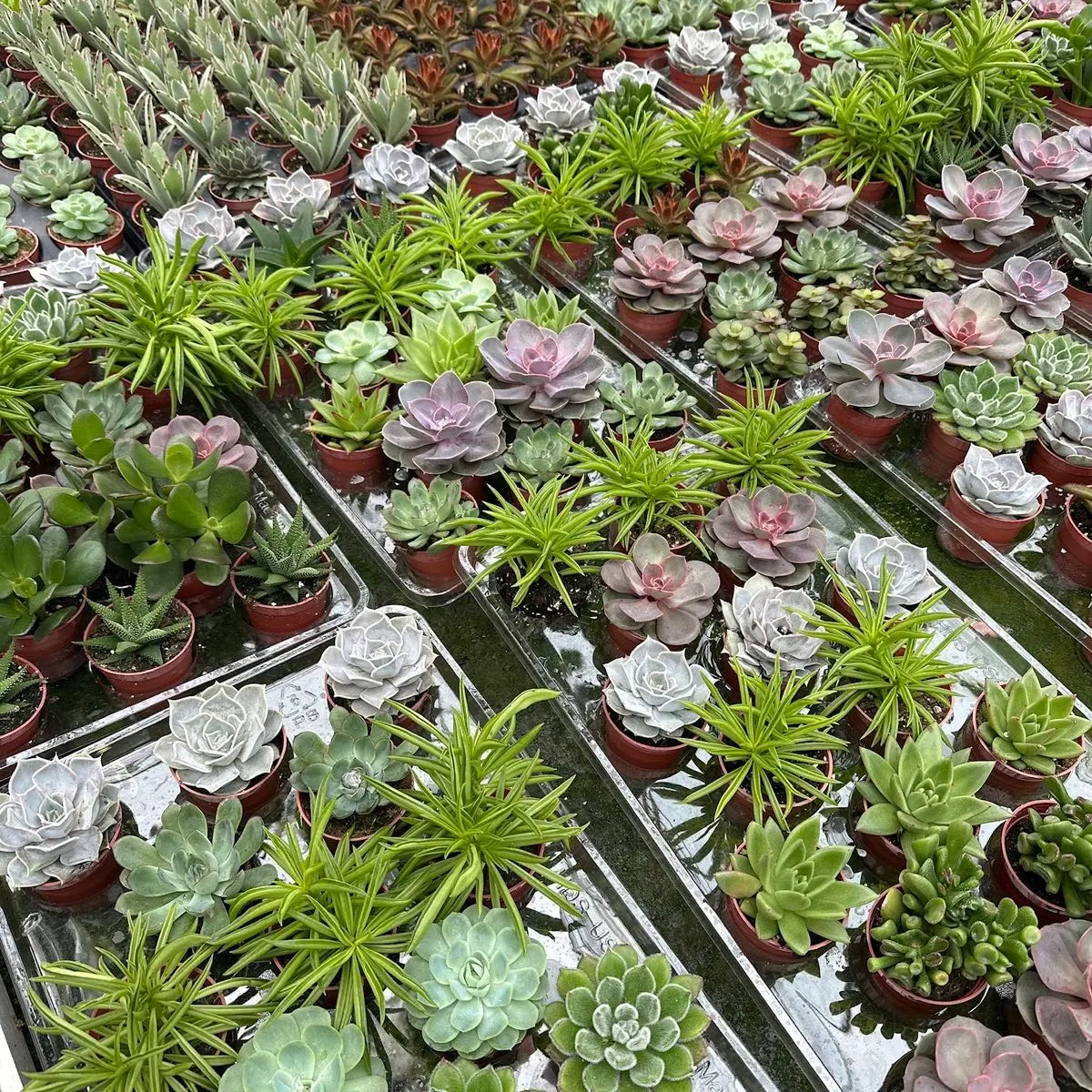 Bulk Succulent Party Pack of 28 -Mixed Variety