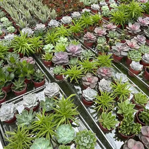 Pack of 6  Mixed Variety Succulent Plants for Home or Office Decor - Gifts
