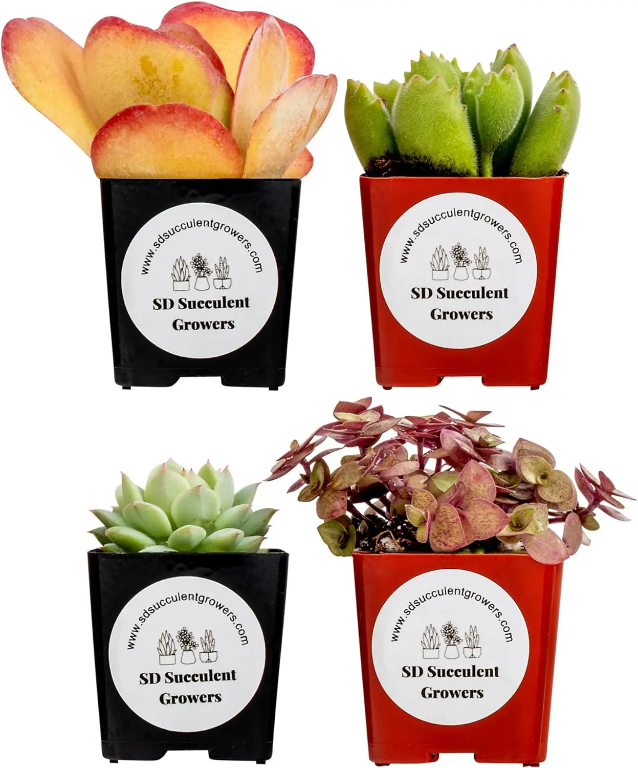 SD Succulent Growers 4-Pack Mystery Succulent Collection 2 Inch Vibrant Plants in Nursery Pots for Beginners and Enthusiasts