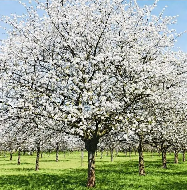 Snowgoose Flowering Cherry Tree Plant, 8 to 12 Inch Tall Cherry Blossom Tree Live in Pot, Perennial Cherry Blossom Sapling