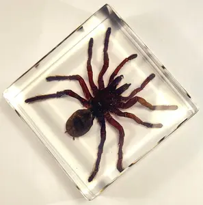 2.9" Real Tarantula Selenocosmia Huwena Spider in Crystal Clear Lucite Resin Specimen Preserved Halloween Paperweight Arachnoids Taxidermy Collection Decor