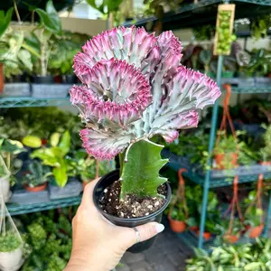 4” Mermaid Tail Cactus - purple
