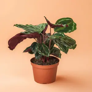 Calathea Roseopicta Medallion – Indoor Live Plant, Bold Broad Painted-Like Leaves, Purple Hue, Easy Care & Pet Safe, Medium, Distilled Water Only, Ideal for Home Decor