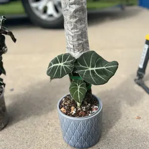 Steel Sphagnum Moss Pole — Plant Support for Climbing Houseplants