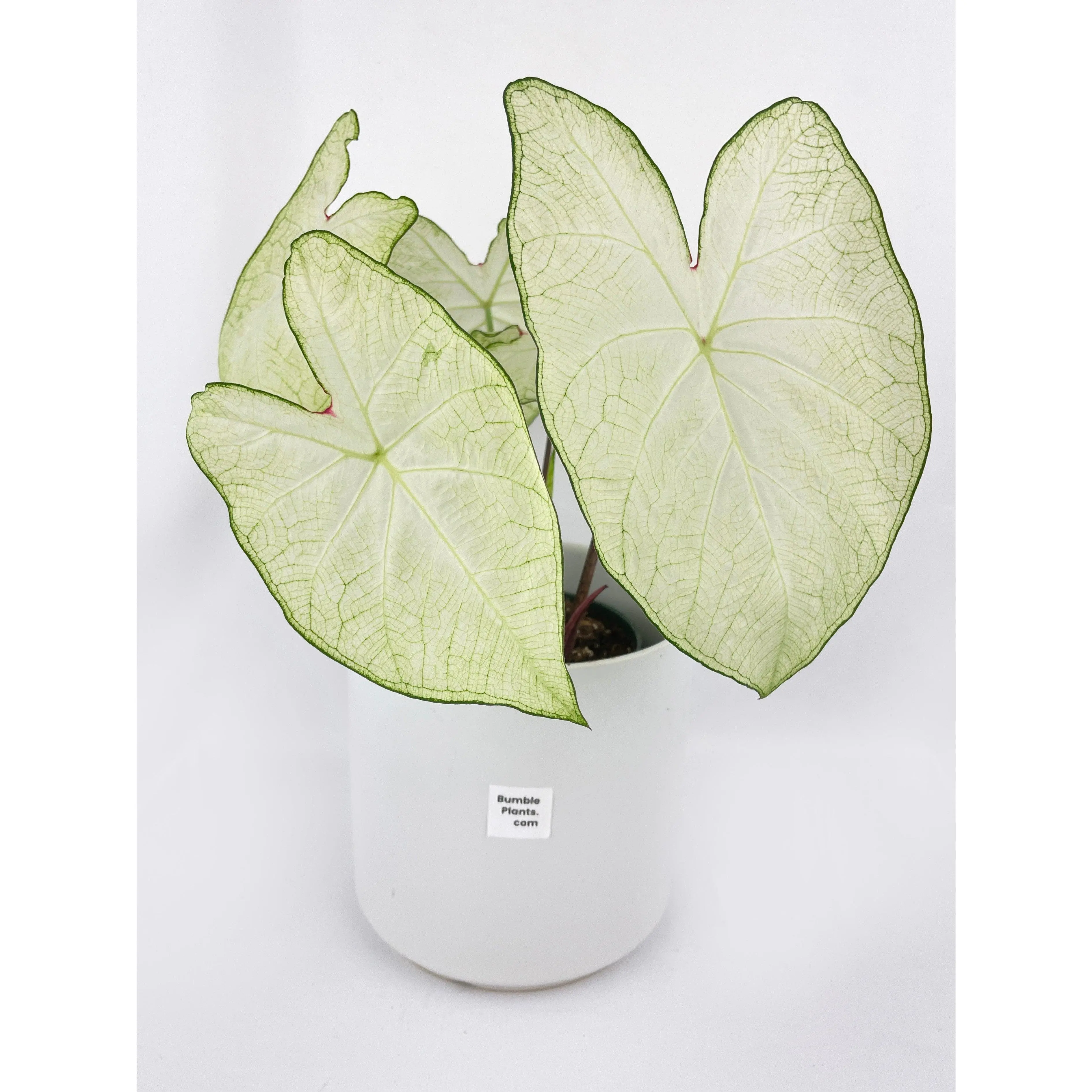 Caladium Florida Moonlight