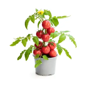 Tomato Seeds – Heirloom Red Slicing Tomato, Non-GMO, Easy Grow Summer Vegetable Seeds