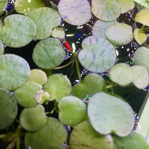 Rare Tiger Striped  aquatic  aquarium| pond | fish tank| floating  aquarium decoration tank