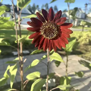 Chocolate Cherry Sunflower Seeds Grow Rare Giant 6-7ft Burgundy & Black Blooms Non-GMO Heirloom Flowers Perfect for Backyard Patio Garden & Survival Planting Stunning Easy-to-Grow Sunflowers for Home Gardeners & Flower Lovers