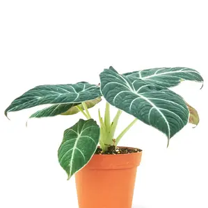 Alocasia Black Velvet