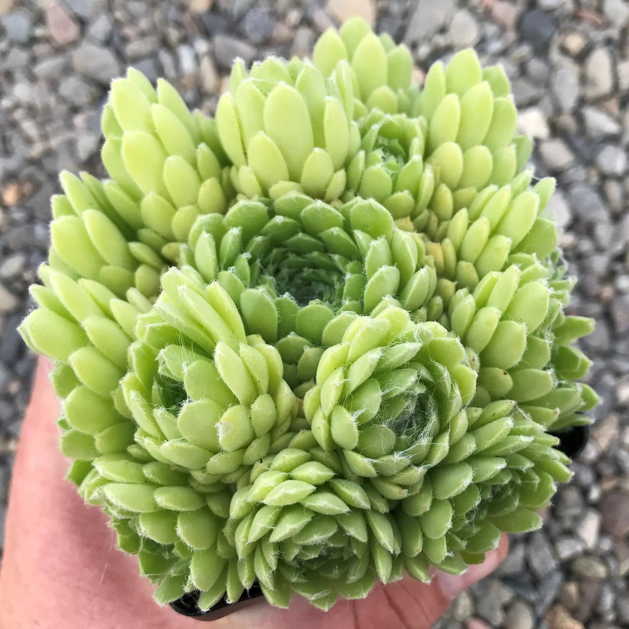 Pekinese Sempervivum Hens & Chicks Succulent - 4" pot