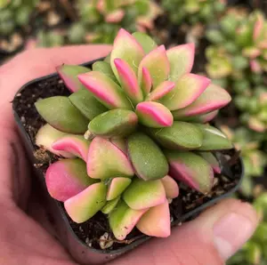 Live Sunrise Plant - Anacampseros Telephiastrum Variegata Plant - Pan American Love Plant - Variegated Succulent Plant - 4 Inch Pot