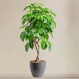 Realistic Fortune Tree Potted Plant Wall Sticker, Self-Adhesive Waterproof Wall Decal, Living Room Entrance Greenery Decorative Art