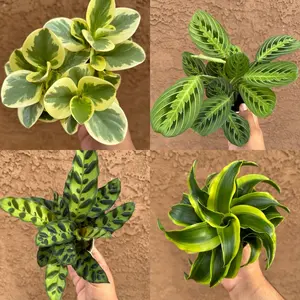 House Plant Bundle Box - 4 Assorted Live Plants
