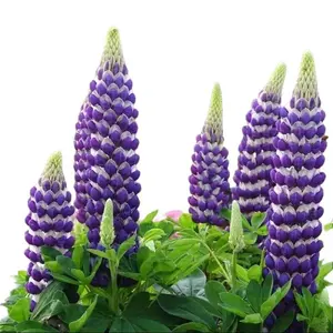 Green River 25 Blacksmith Lupine Seeds, flower seed pack, perennial lupine flower seeds – Stunning Spires of Purple Blooms, Pollinator-Friendly, Seeds for Gardening